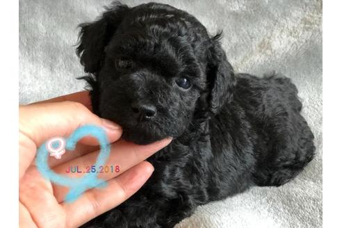 成約済の愛媛県のトイプードル-53350の3枚目